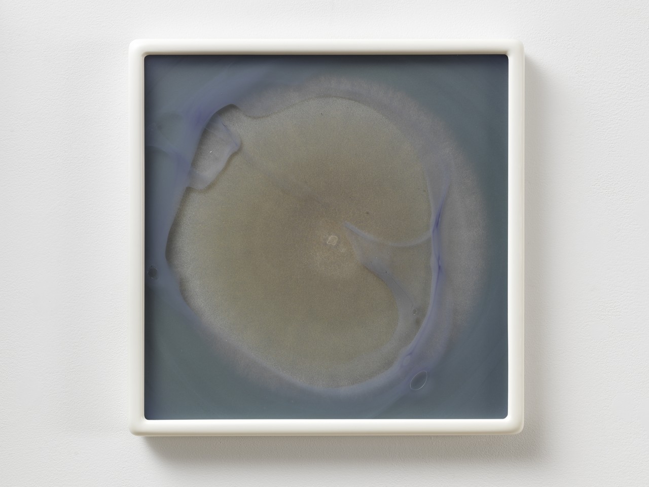 Dove Allouche, Aspergillus nidulans (Emericella) MYC6 CZ #17, 2015–2016