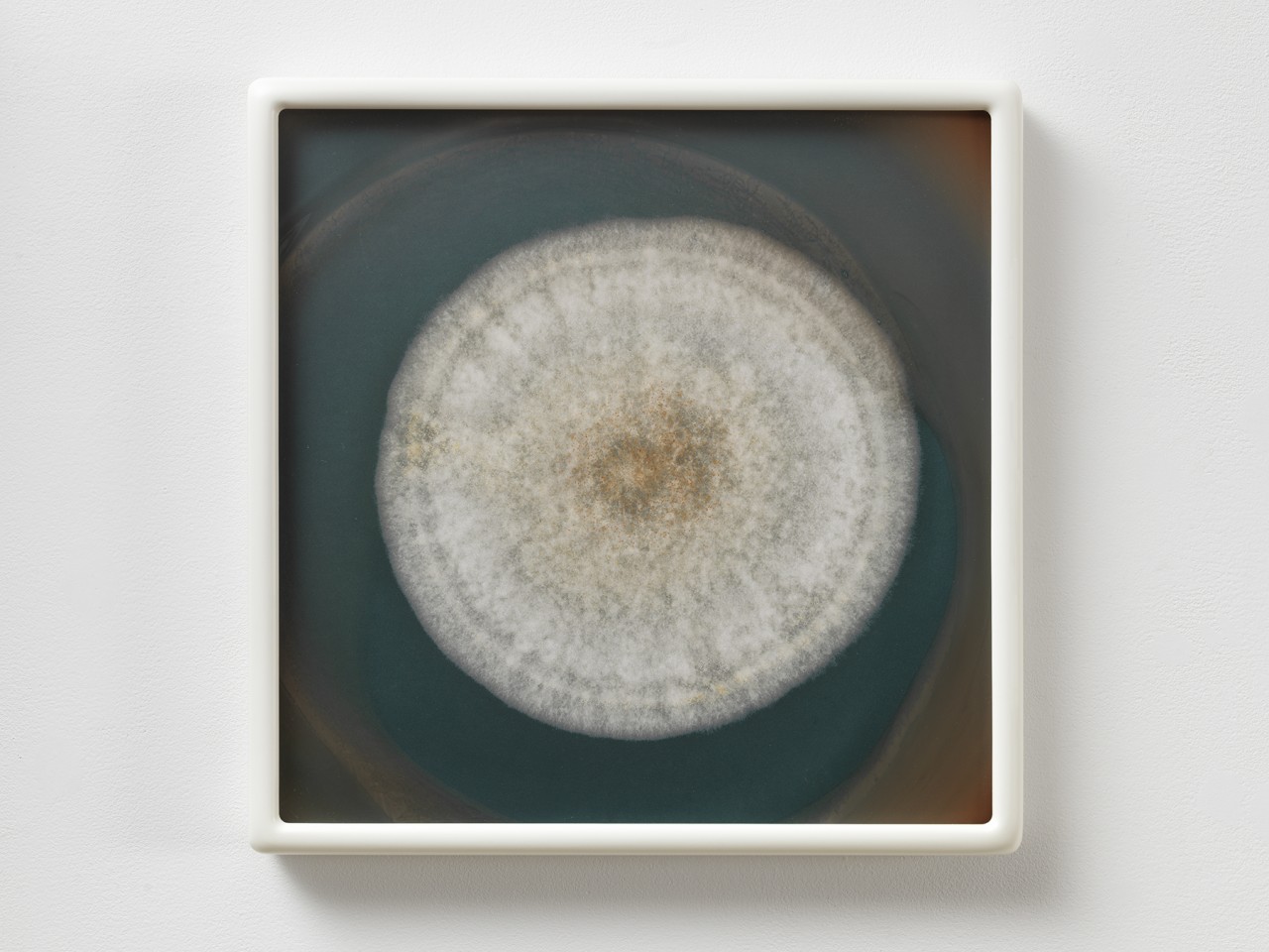Dove Allouche, Aspergillus wentii 5000 CZ #10, 2015–2016