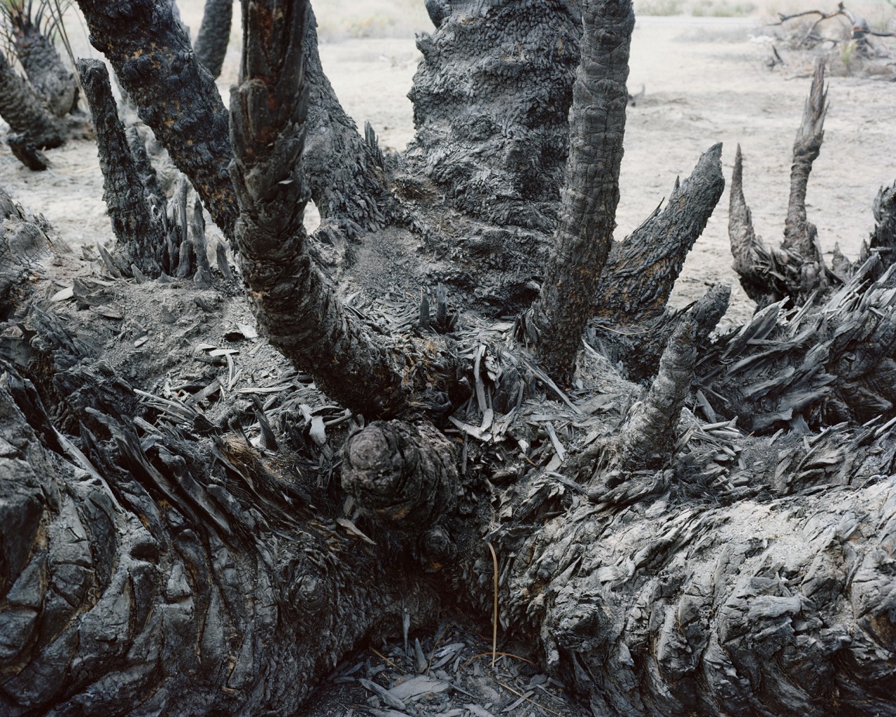 Florent Meng Lechevallier, Burned palmtree, Mecca, (US-CA)., 2017