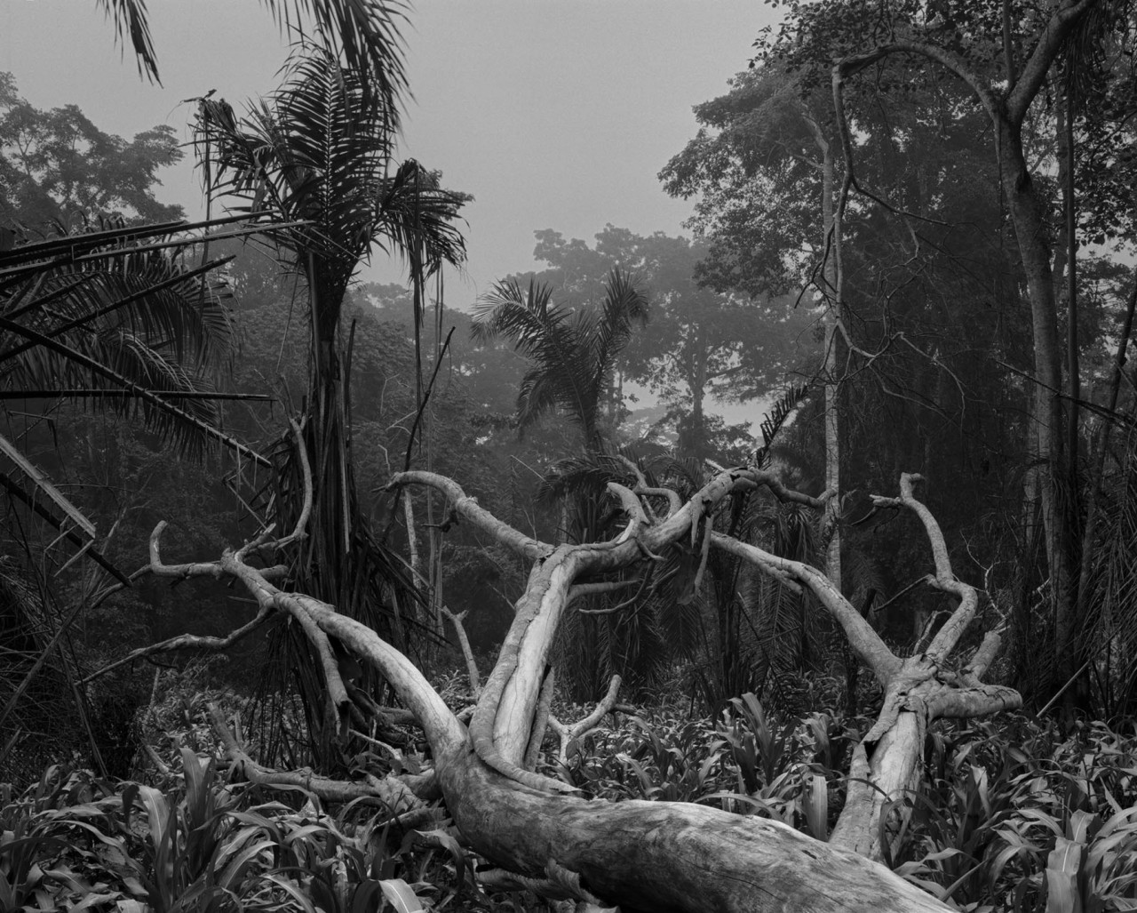 Éric Guglielmi, Cameroun, Lomié, 2020