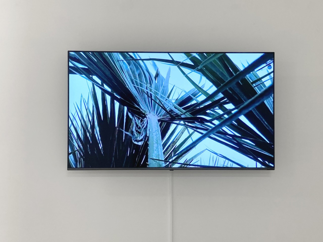 Extra tropical est une série de courtes vidéos réalisées dans différentes villes portuaires d’Europe. Comme un herbier, chaque vidéo est filmée dans une ville différente et se concentre sur une plante tropicale spécifique qui y est liée. À travers ces plantes et leurs caractéristiques, les vidéos documentent l’histoire de la ville, son rôle dans la mondialisation et envisagent son évolution due au changement climatique. Pour ce premier volet, le duo Ouazzani-Carrier s’est intéressé aux palmiers du port de Brest.