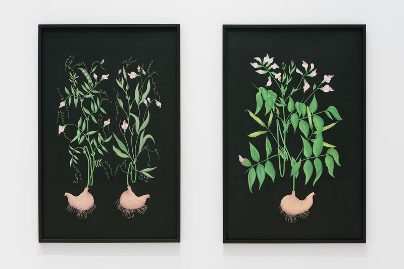 Anthony Duchêne, J'Enherbe le monde #4 : Orobe printanier (droite), 2021, vue de l'exposition Aterrir, 2021, La Ferme du Buisson