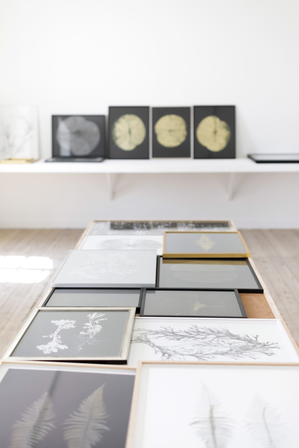 Marie Denis, L’herbier lacustre, herbier de curiosités, 2019