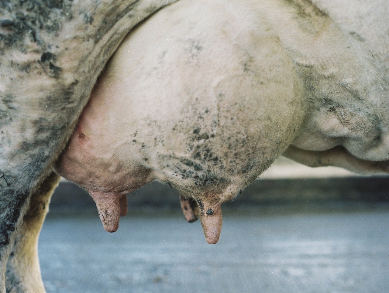 Gina Folly, Milk I, 2024