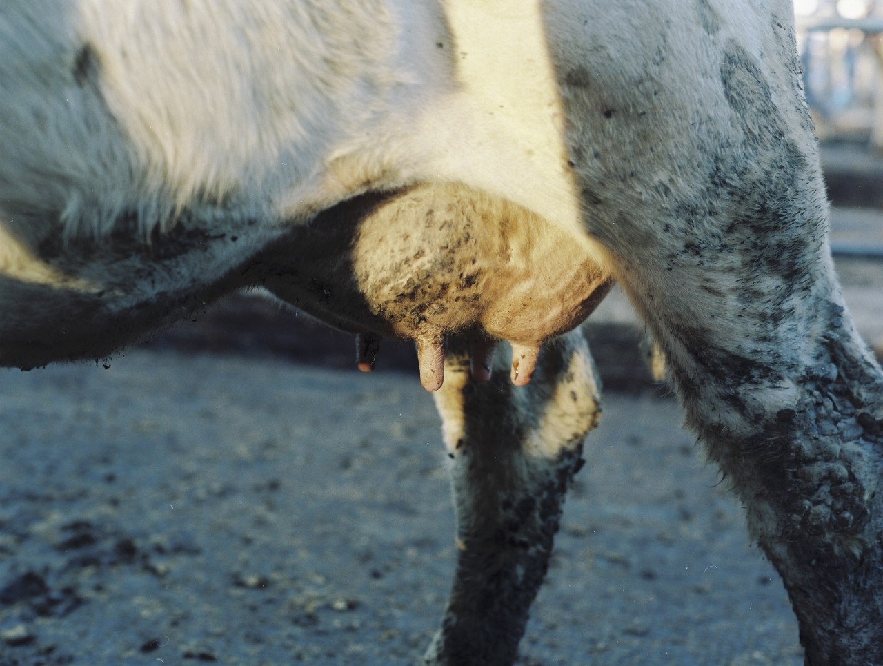 Gina Folly, Milk II, 2024