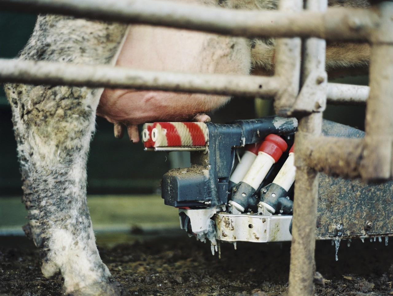 Gina Folly, Milk III, 2024