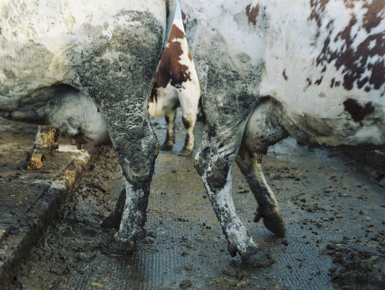 Gina Folly, Milk IV, 2024
