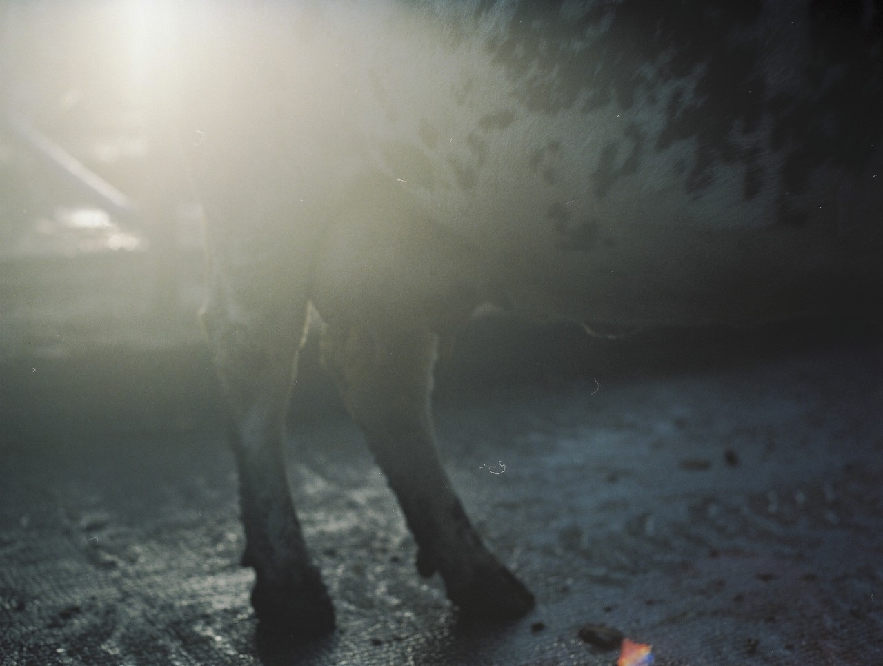 Gina Folly, Milk IX, 2024