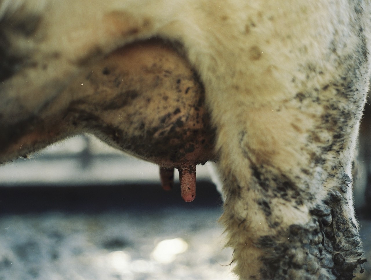 Gina Folly, Milk V, 2024