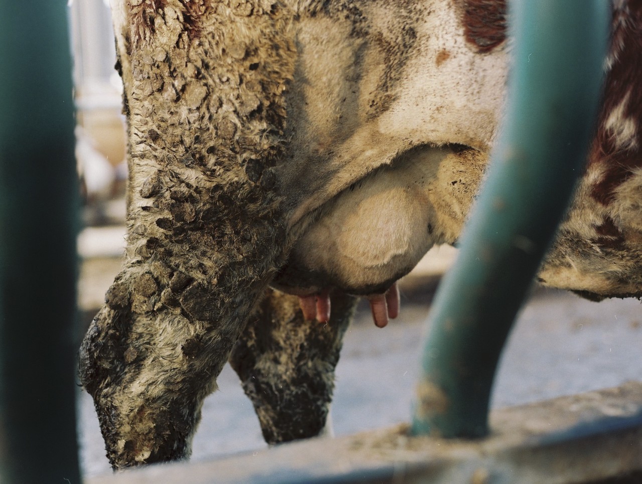 Gina Folly, Milk VI, 2024