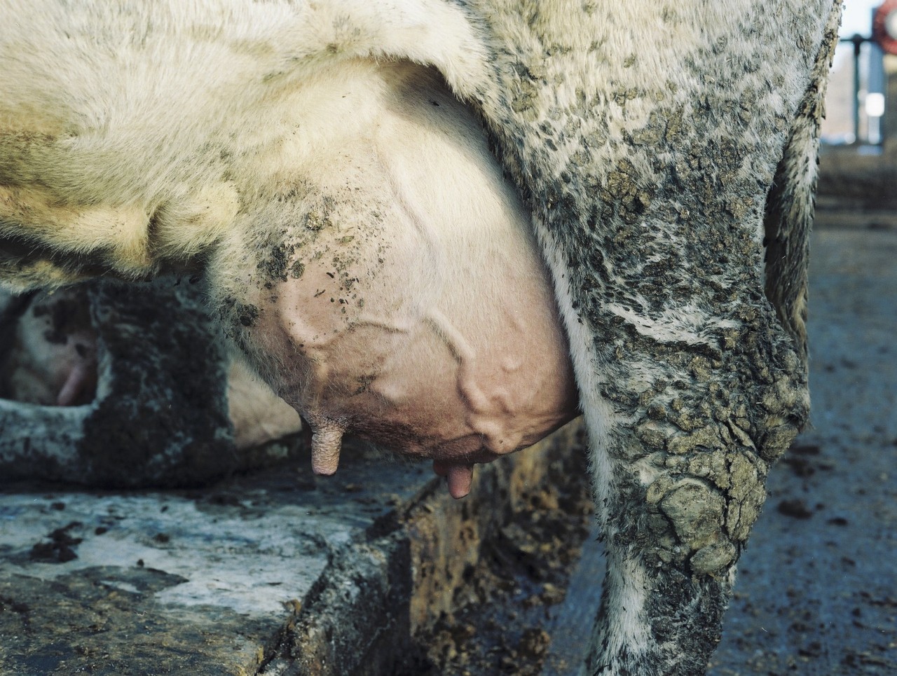 Gina Folly, Milk VII, 2024