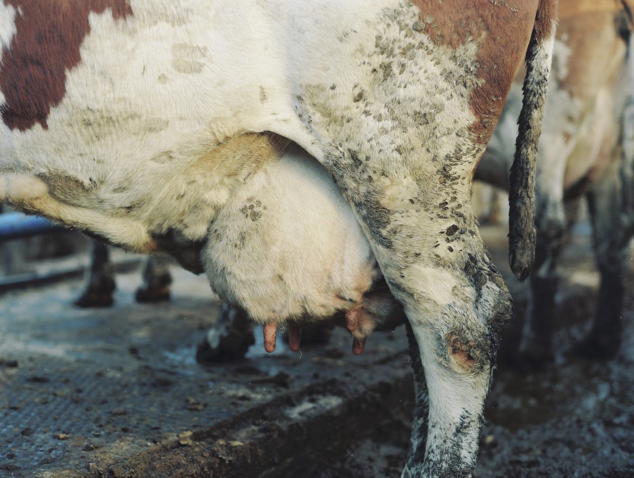 Gina Folly, Milk X, 2024