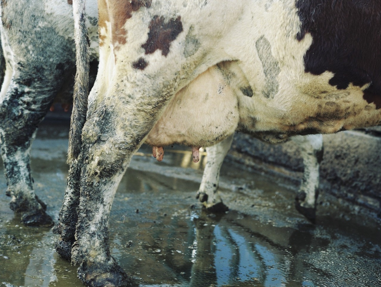 Gina Folly, Milk XI, 2024