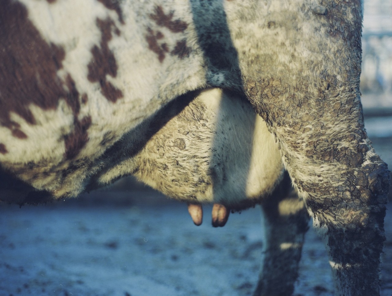 Gina Folly, Milk XIII, 2024