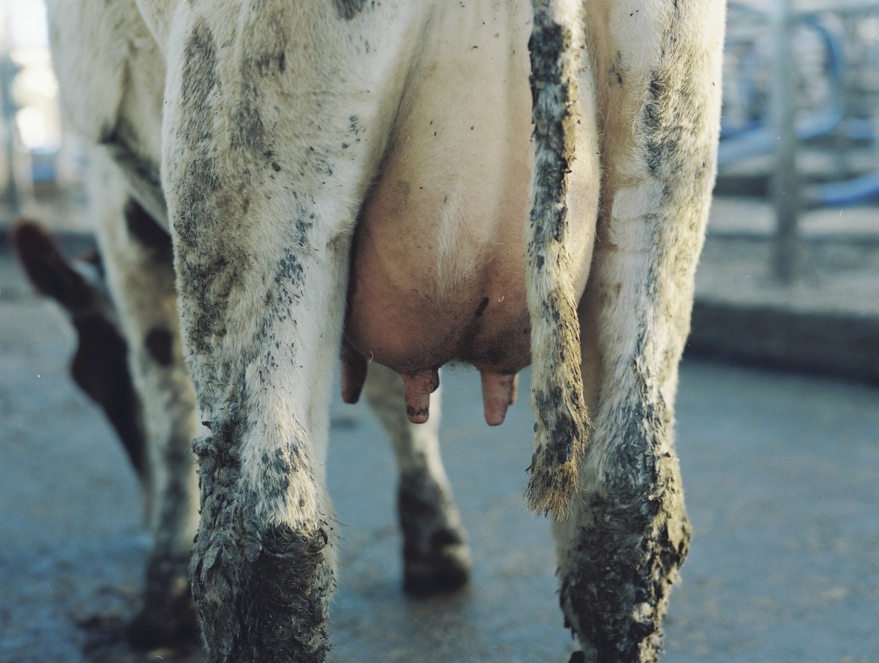 Gina Folly, Milk XIV, 2024