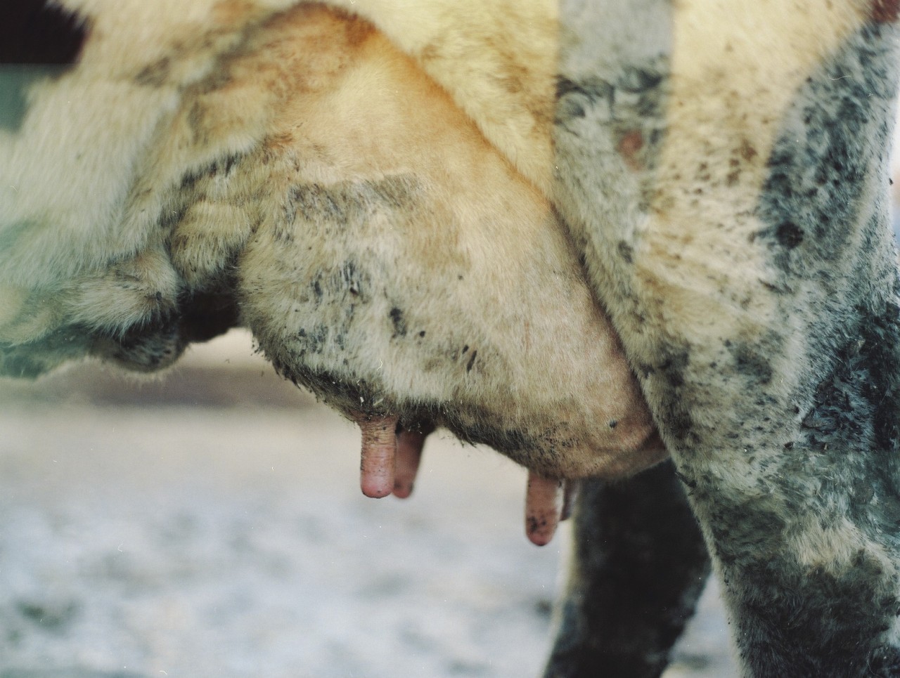 Gina Folly, Milk XV, 2024