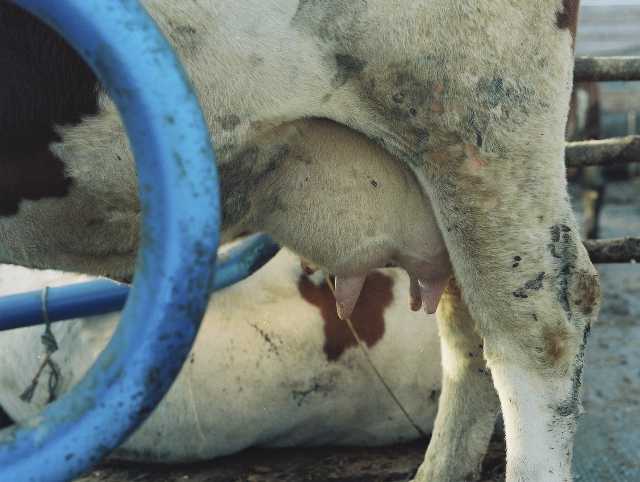 Gina Folly, Milk XVI, 2024
