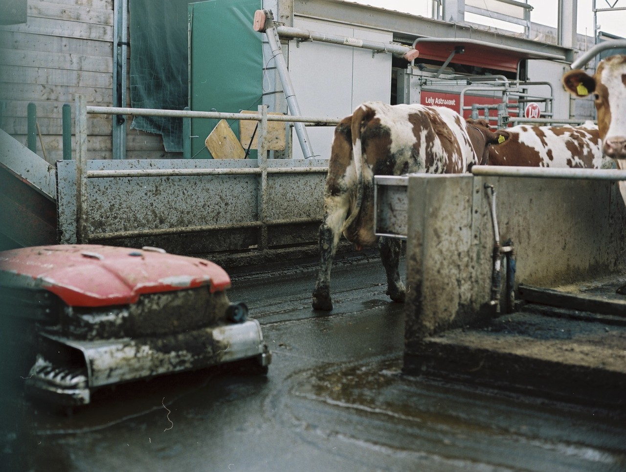 Gina Folly, Milk XVIII, 2024