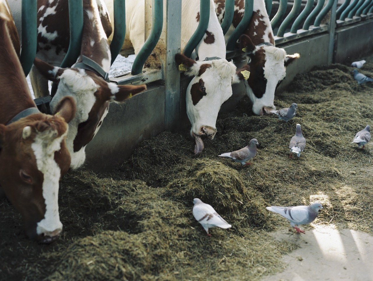Gina Folly, Milk XXIV, 2024