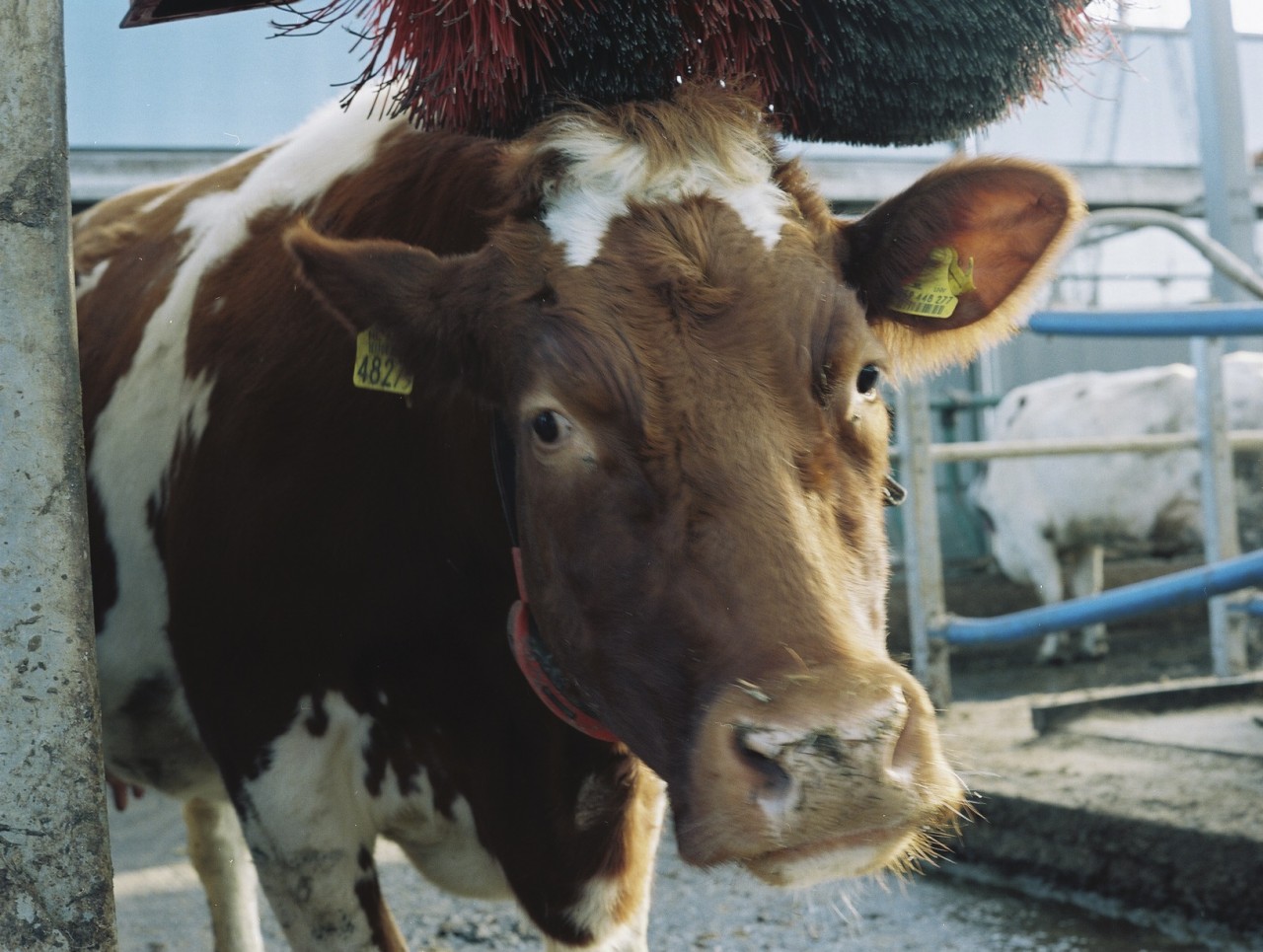Gina Folly, Milk XXVIII, 2024