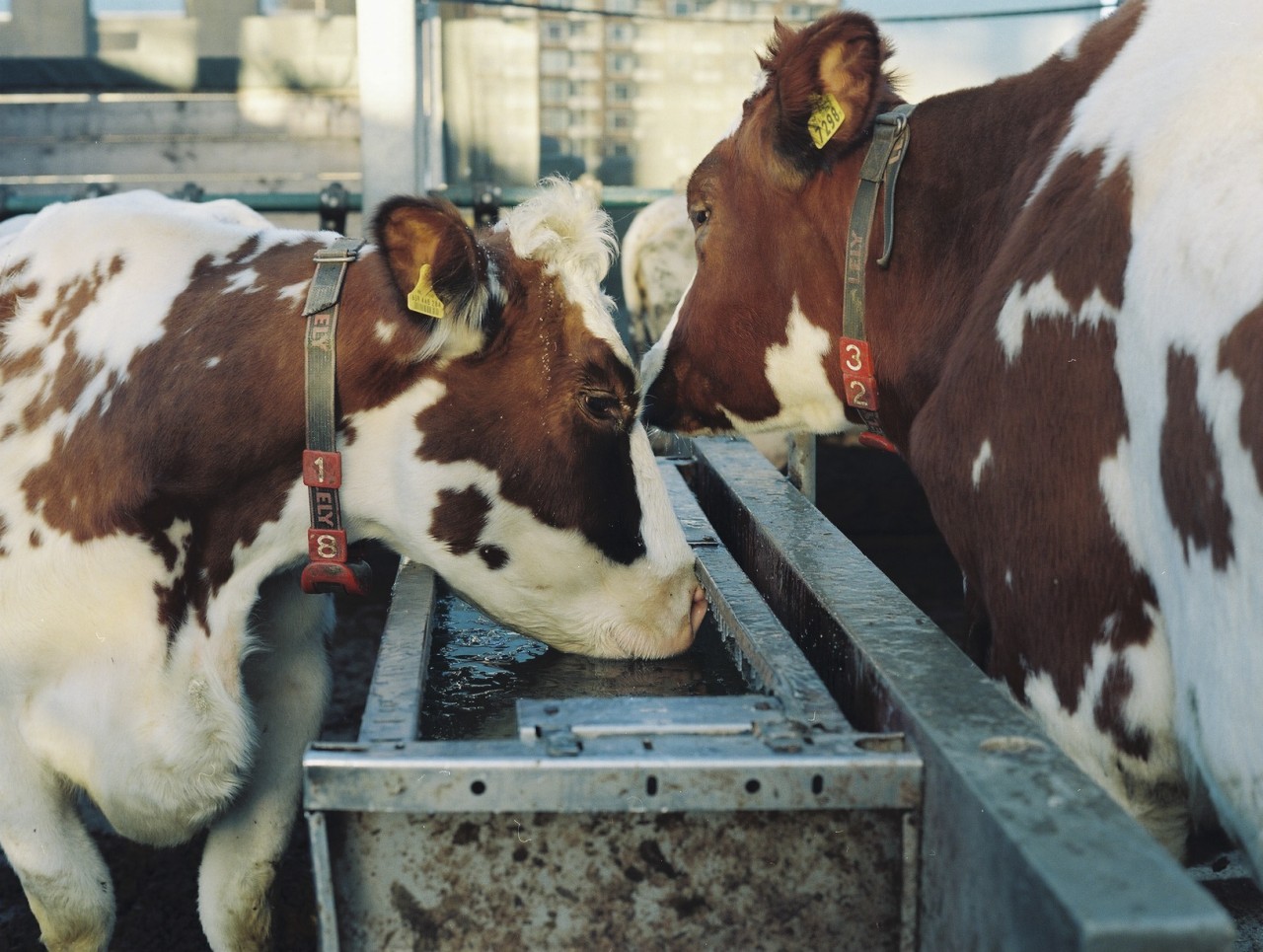Gina Folly, Milk XXXI, 2024