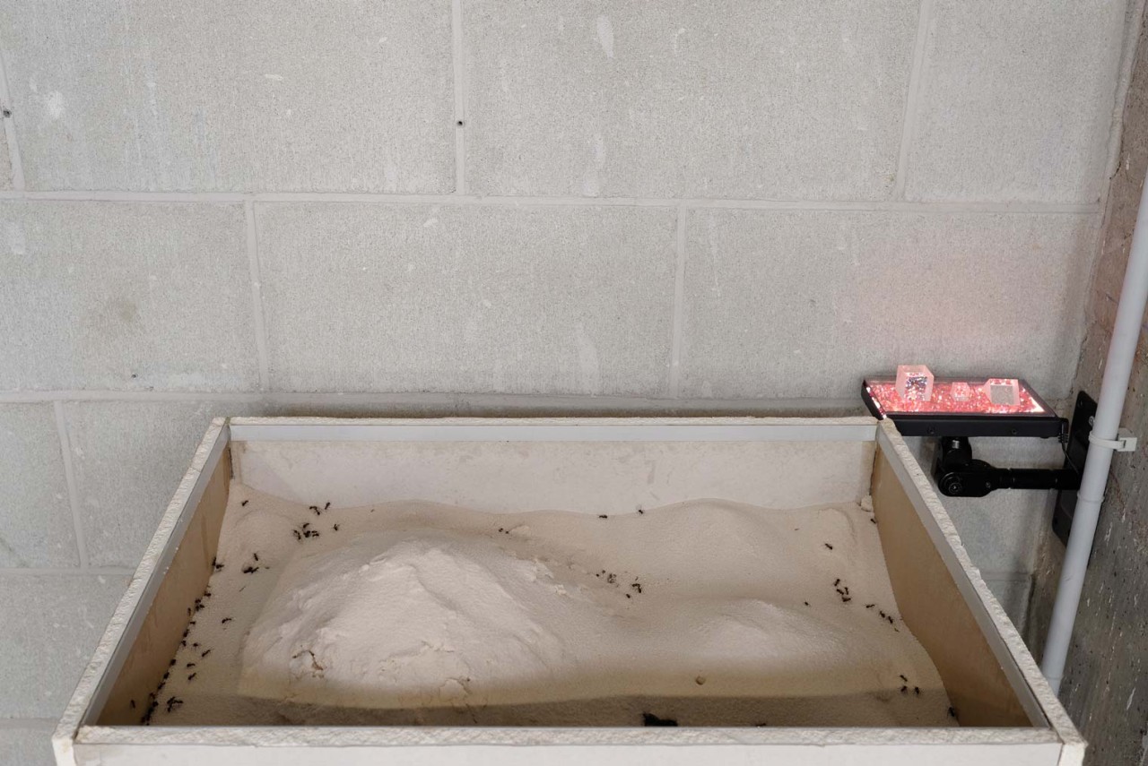 Melissa Dubbin, Aaron Davidson, Myrmomancy, 2015
