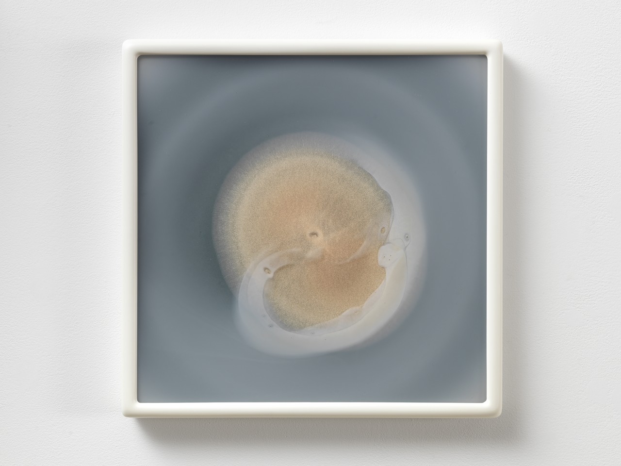 Dove Allouche, Penicillium chrysogenum MYC 30 CZ #4, 2015–2016