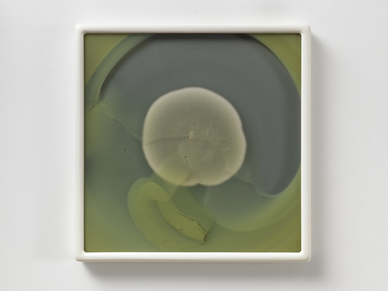 Dove Allouche, Penicillium chrysogenum MYC 30 MA #22, 2015–2016