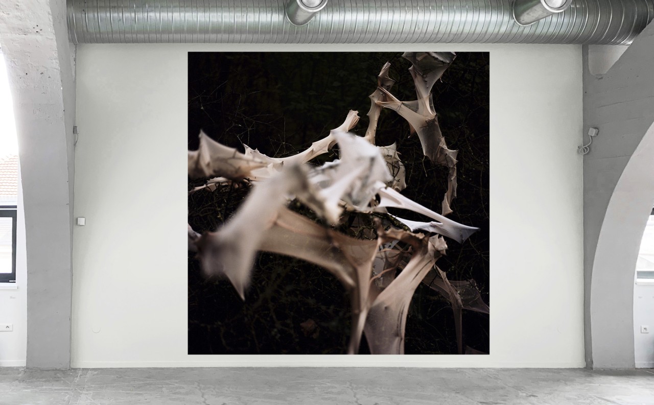 Katrin Freisager, Phenomenon, 2019