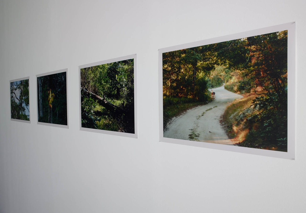 Brigitte Cornand, Promenade dans les bois, 2017
