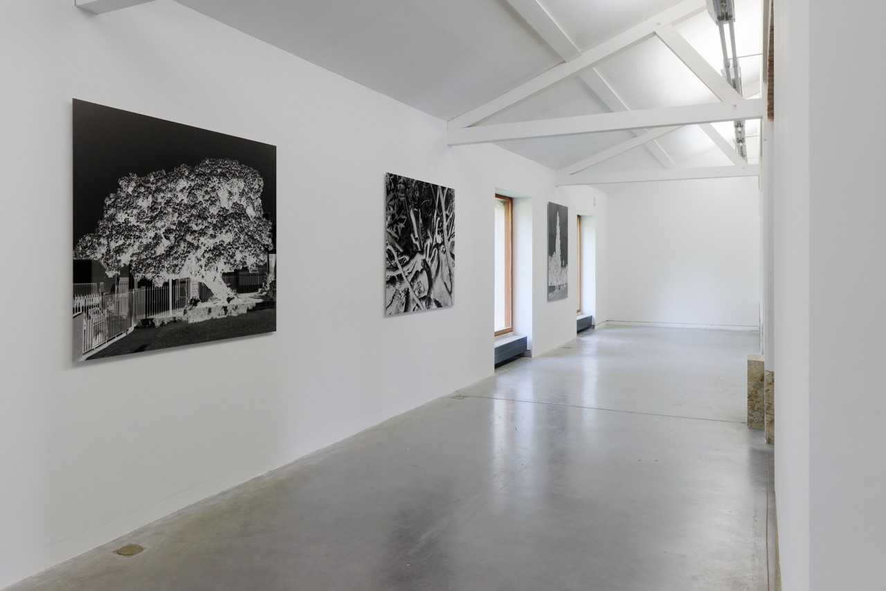 Uriel Orlow, The memory of trees, 2016–2017