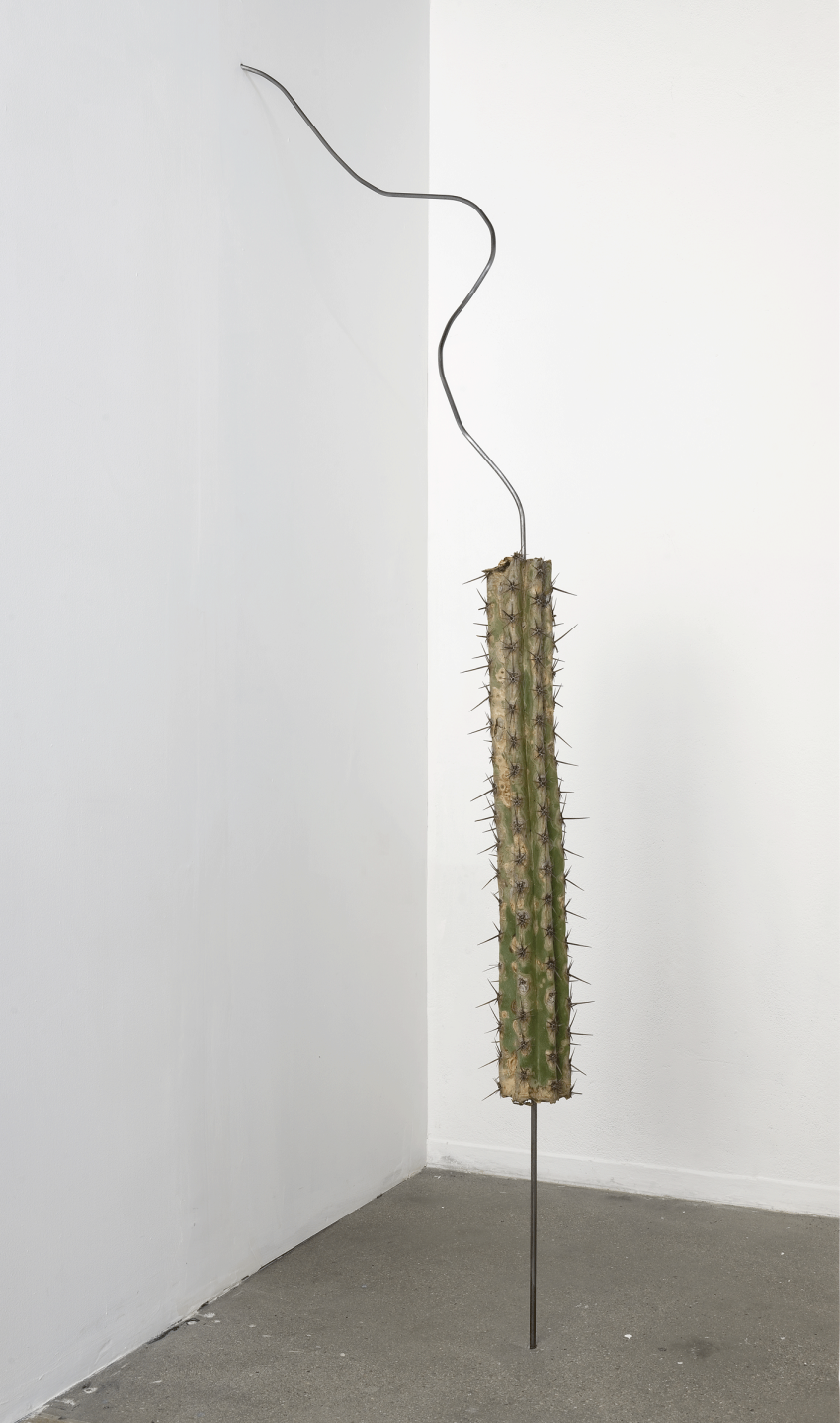 Nona Inescu, Toothpick, 2023