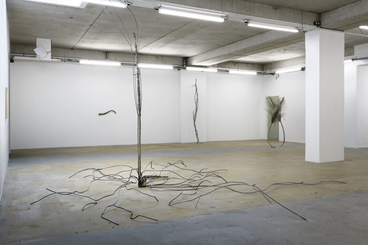 Nona Inescu, You’re beginning to fade, you know, and then one can’t help one’s petals getting a little untidy (Agave stricta), 2023